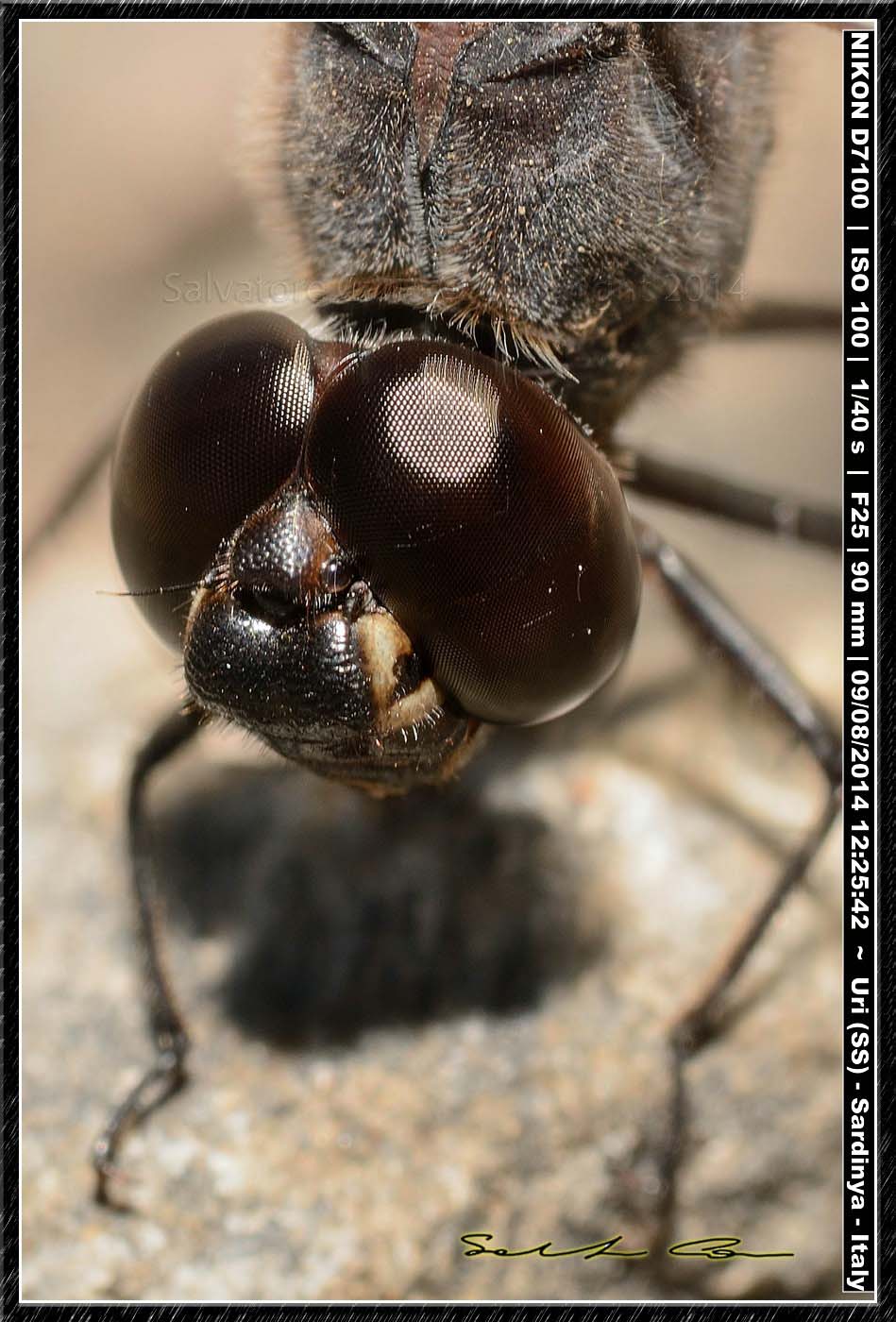 Brachythemis impartita (Karsch, 1890)